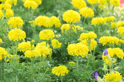 Yellow Marigolds flower