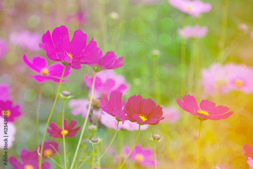 Flower Background Flower Background
