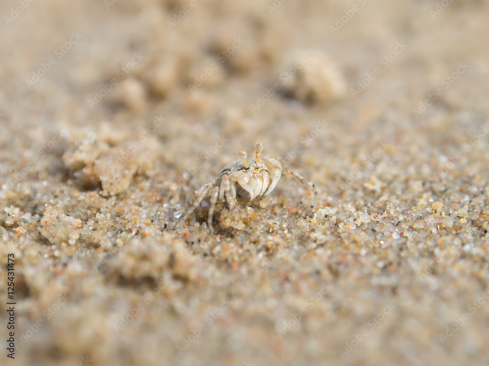 Close up horn-eyed ghost crab on the beach