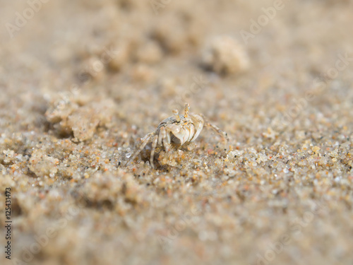 Close up horn-eyed ghost crab on the beach