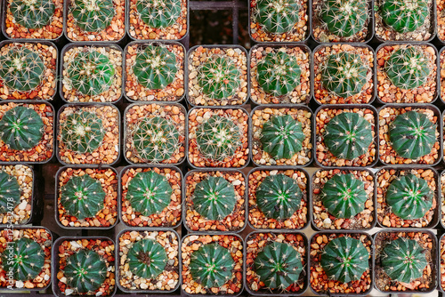 beautiful small cactus in pot top view