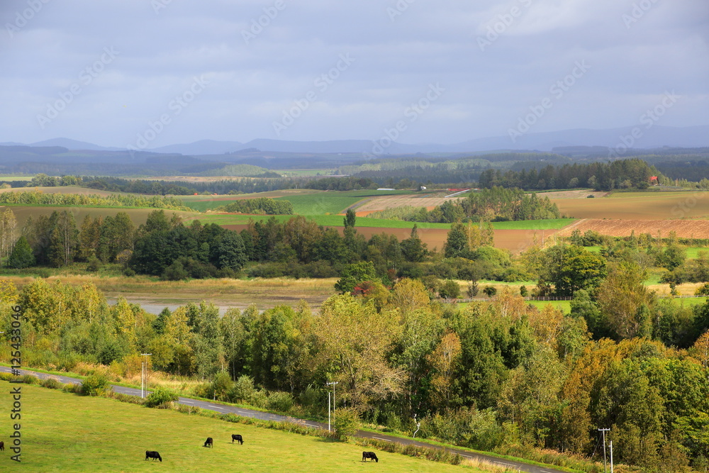 Fototapeta premium 北海道、美瑛の風景