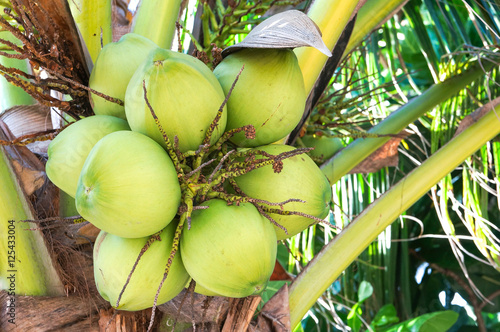 coconut cluster on the coconut tree