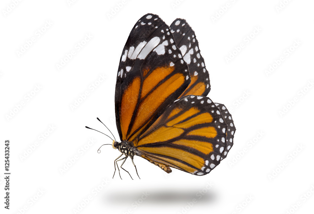 Naklejka premium Motyle, zwykły motyl tygrysi latający w górę (Danaus chrysippus, piękne motyle