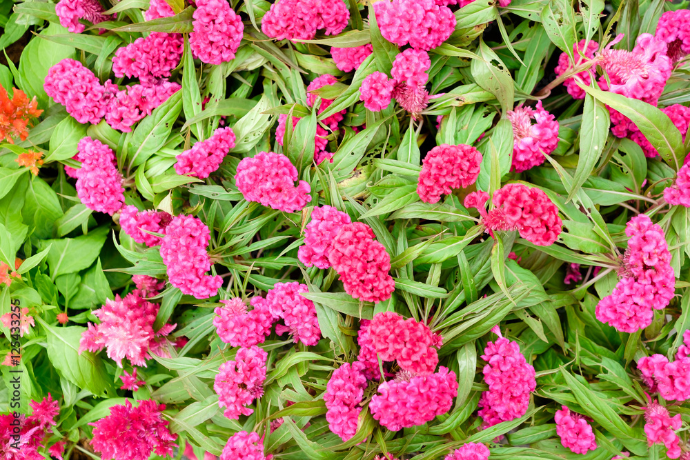 Flowers lined colorful stacked Flowers lined colorful stacked