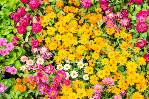 Flowers lined colorful stacked