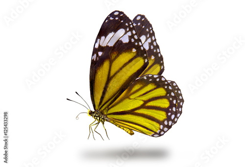 Butterflies, Plain Tiger Butterfly flying up (Danaus chrysippus,beautiful butterflies © chamnan phanthong