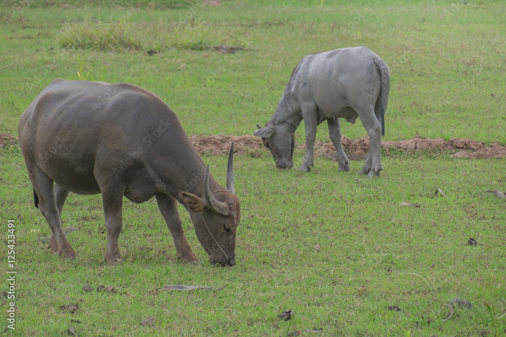 Buffalo in the field, Thailand