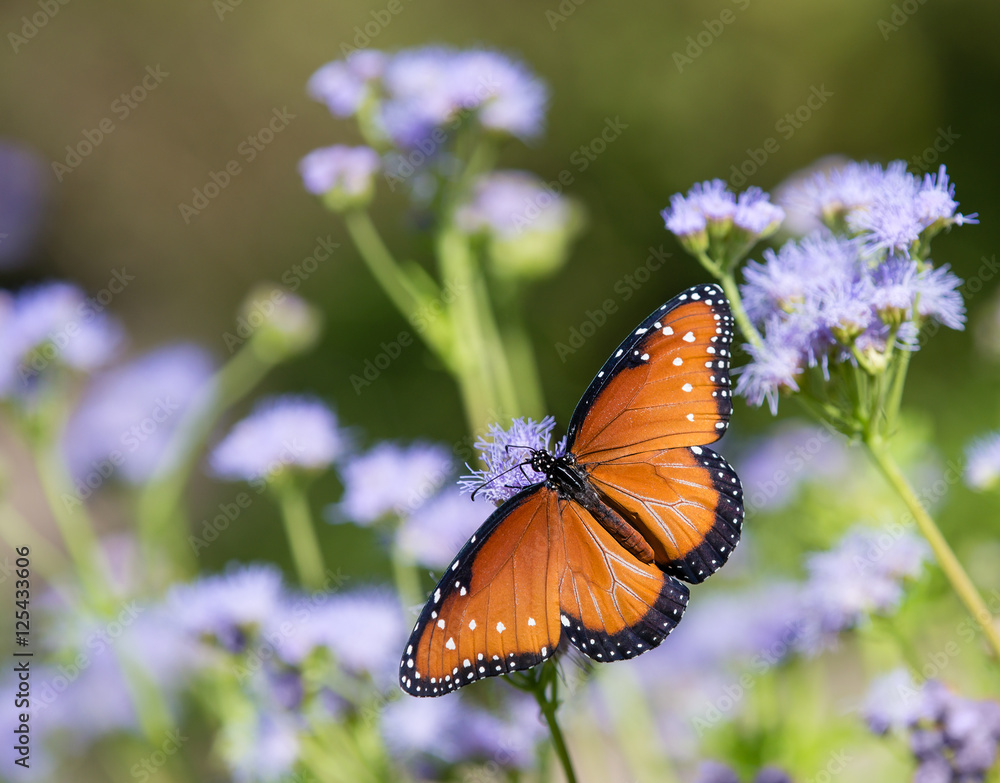 Obraz premium Królowa motyli (Danaus gilippus) żerująca na mglistych kwiatach Greggsa
