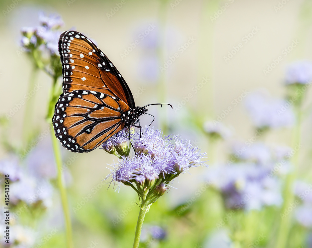 Obraz premium Królowa motyli (Danaus gilippus) u Greggsa Mistflowers