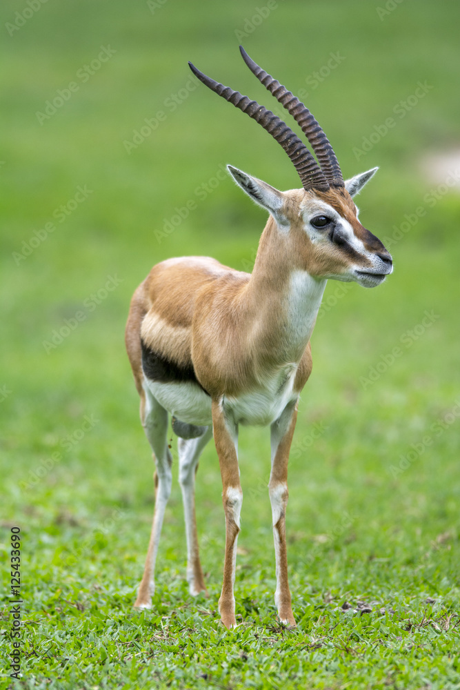 Antelope on green grass background, blackbuck (Antilope cervicapra)
