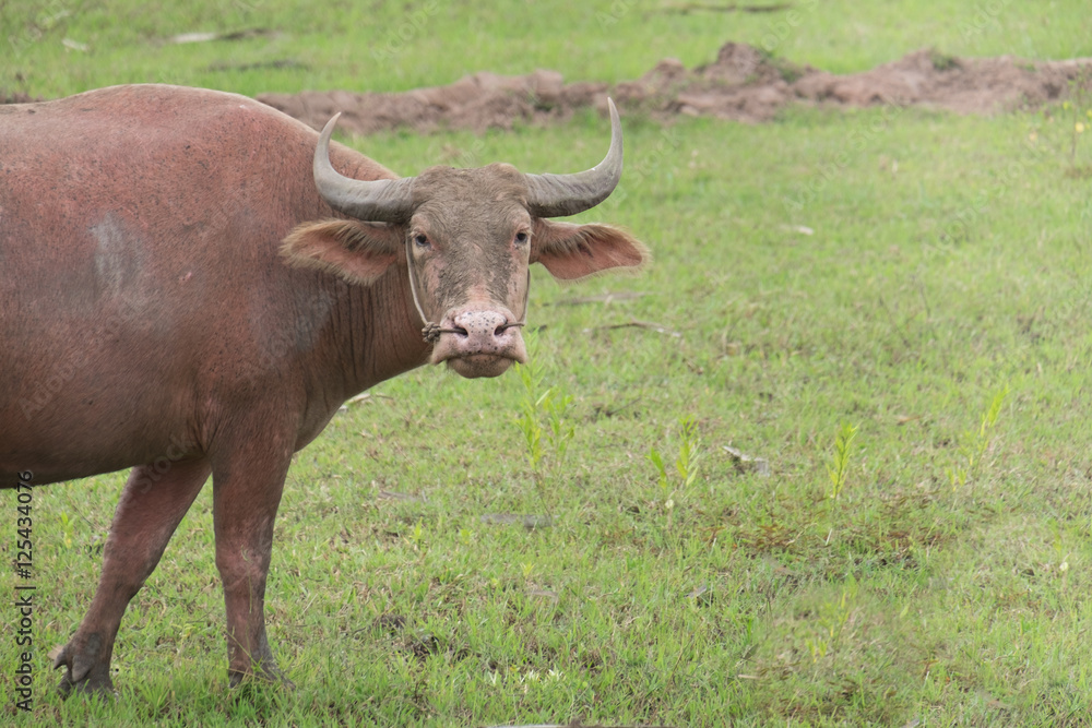 Buffalo in the field, Thailand