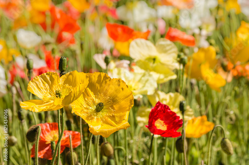 Fototapeta Naklejka Na Ścianę i Meble -  colorful oriental poppies on meadow