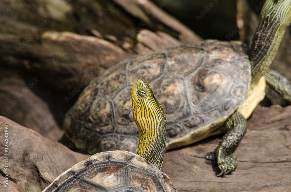 Fototapeta premium Red-eared slider