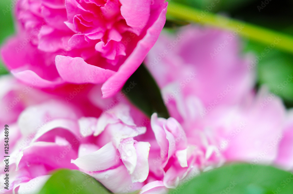 beautiful bright pink peonies are a very close, romantic and soft for girls as substrate and background