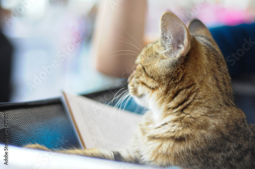 smart cute funny cat kitten with book