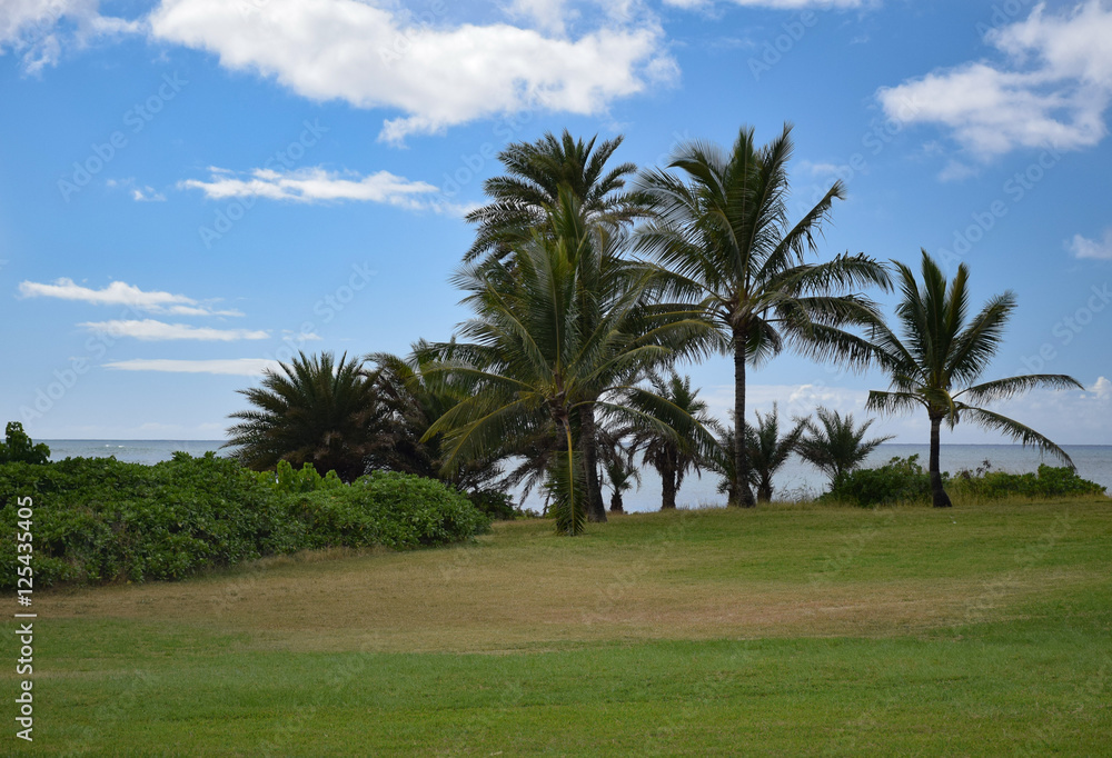 Tropical Trees Tropical Trees