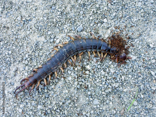 Ants swarmed by a large centipede bite. © nitiwongthai