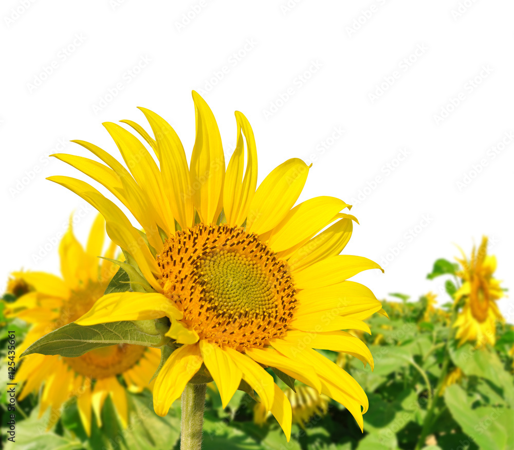 Fototapeta premium Sunflower field on white background