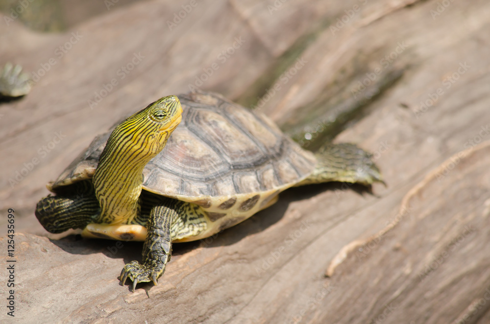 Fototapeta premium Red-eared slider