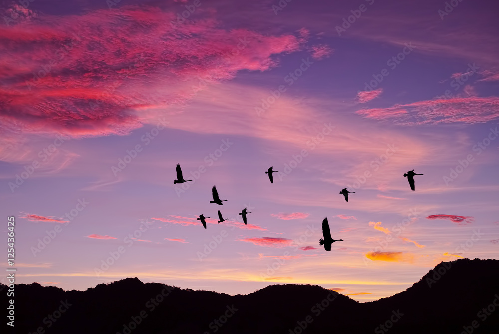 Purple sky on sunset or sunrise with flying birds natural backgr Purple sky on sunset or sunrise with flying birds natural backgr