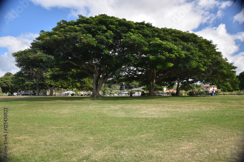 Acacia Tree