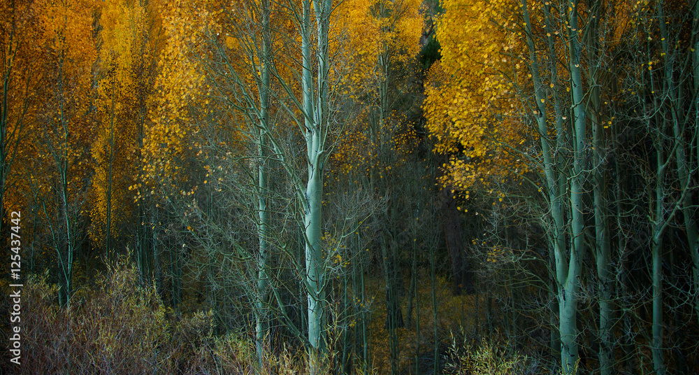 Naked aspens Naked aspens