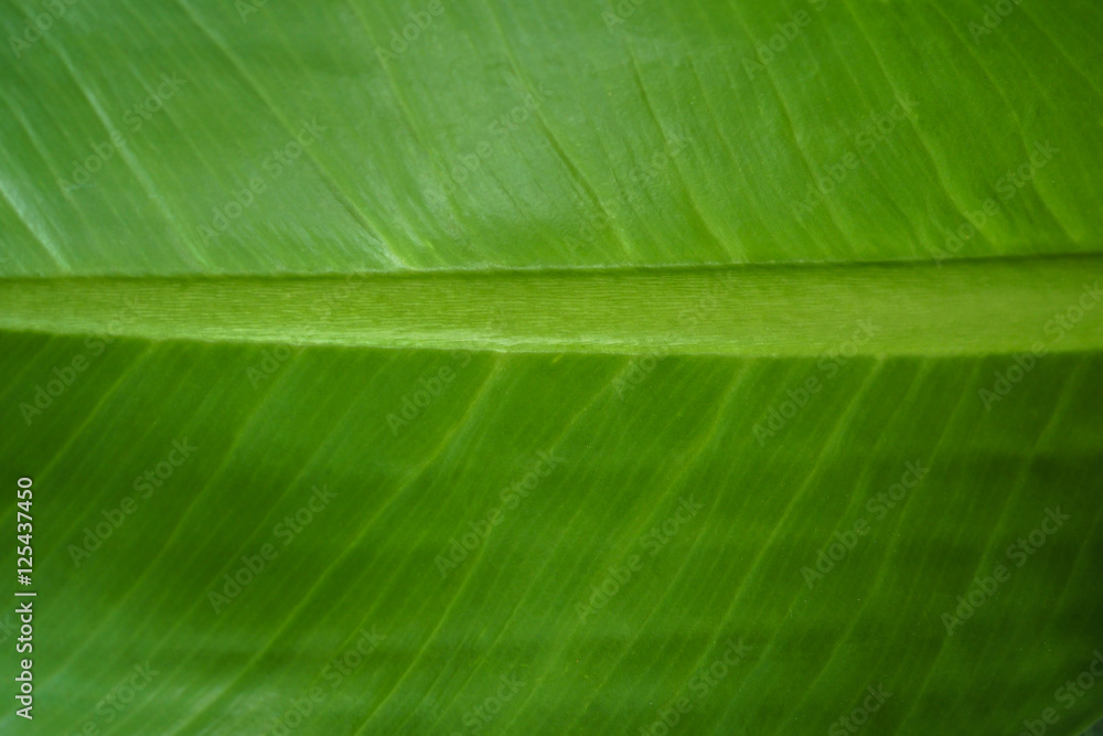 Close up of banana leaf texture background Close up of banana leaf texture background