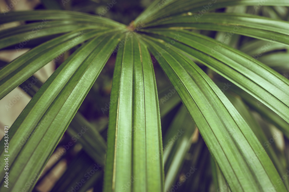 Close-up of detailed rainforest jungle leaves for background Close-up of detailed rainforest jungle leaves for background