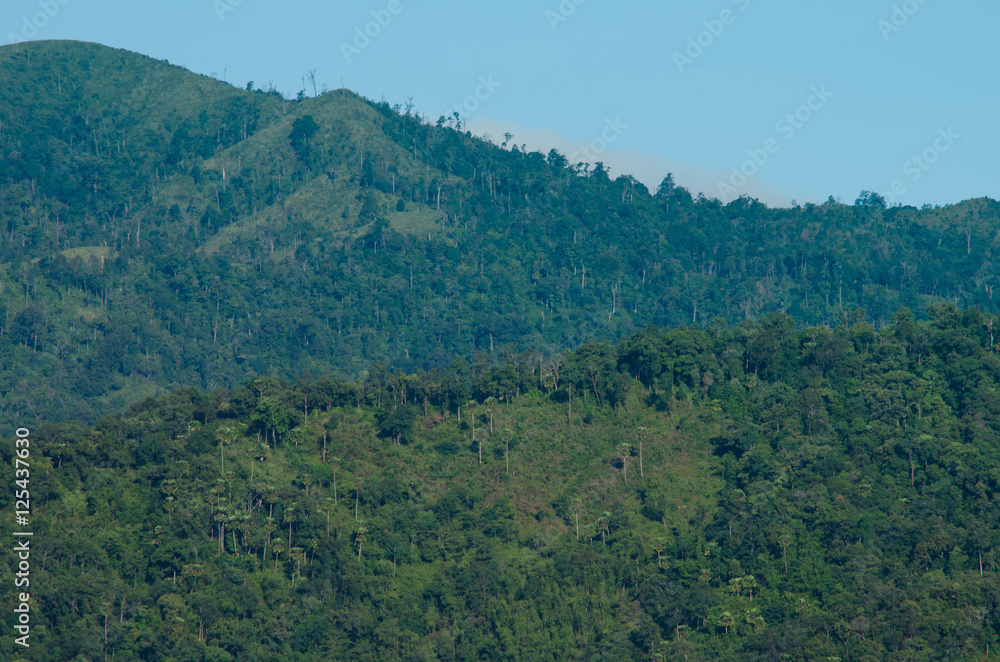 forest in thailand forest in thailand