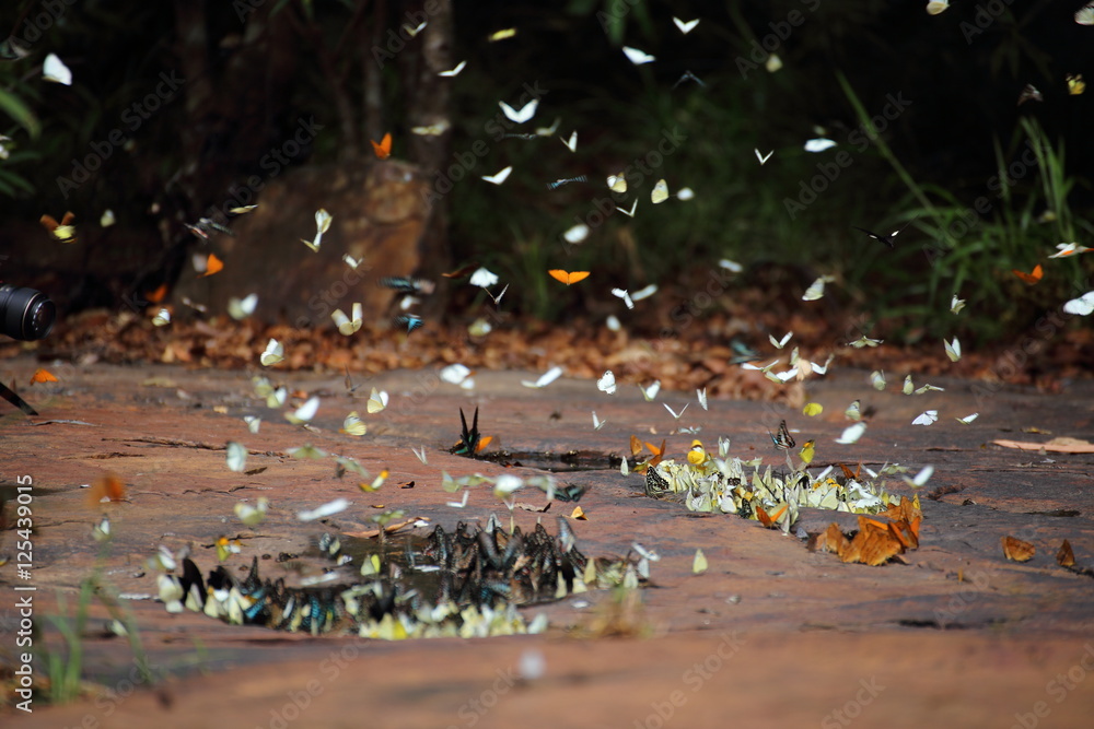 Obraz premium Butterflies swarm eats minerals in Pang Sida National Park at Thailand