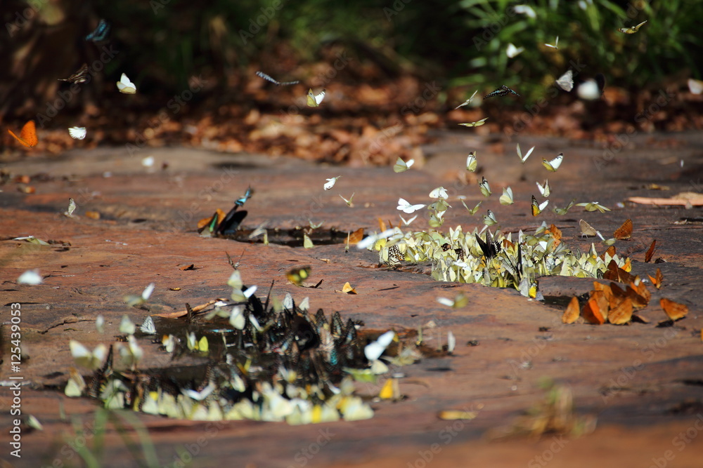Fototapeta premium Butterflies swarm eats minerals in Pang Sida National Park at Thailand