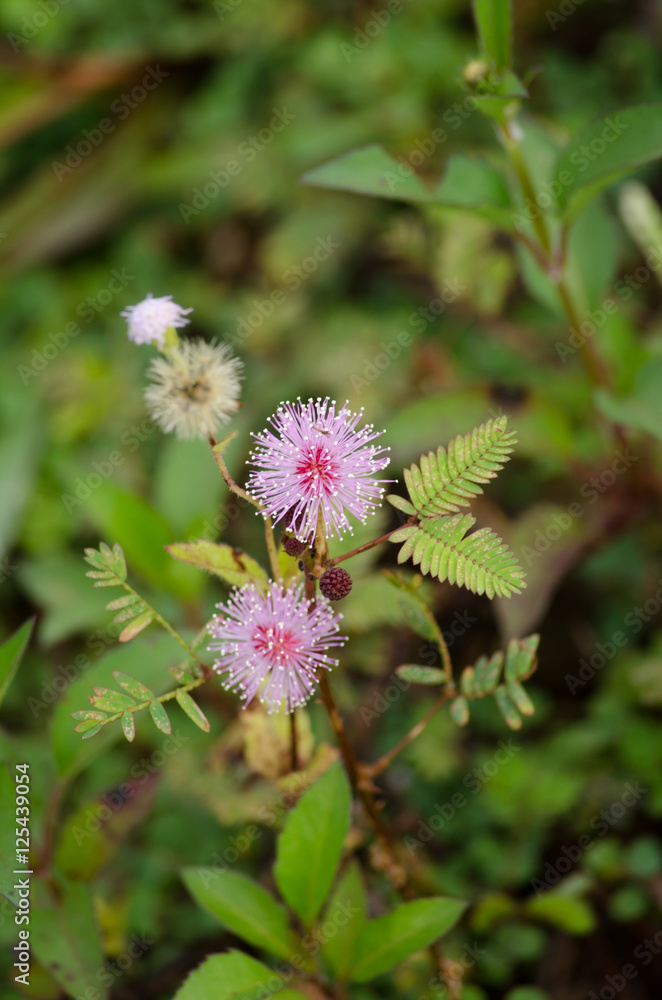 Sensitive plant, Sleeping grass, Shameplant Sensitive plant, Sleeping grass, Shameplant
