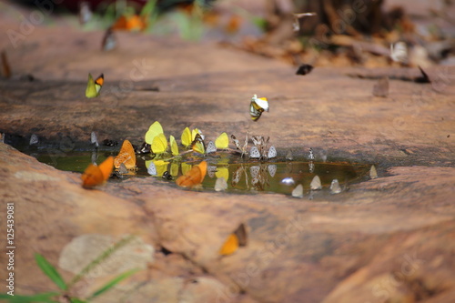 Foto Butterflies swarm eats minerals in Pang Sida National Park at Thailand
