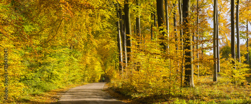 road through the autumn forest, forest in autumnal colors 