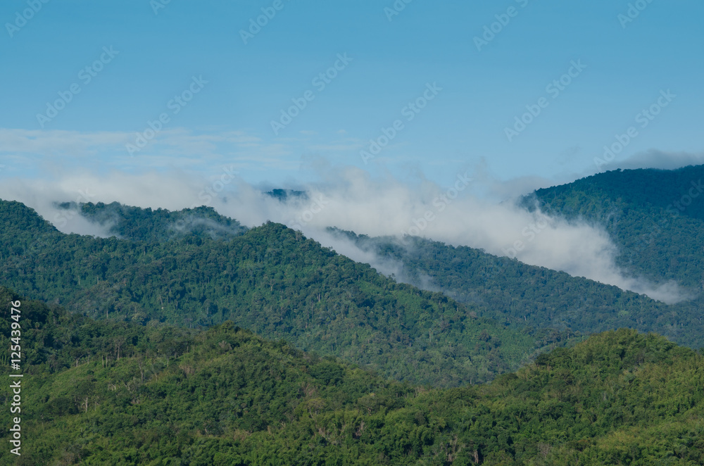 forest in thailand