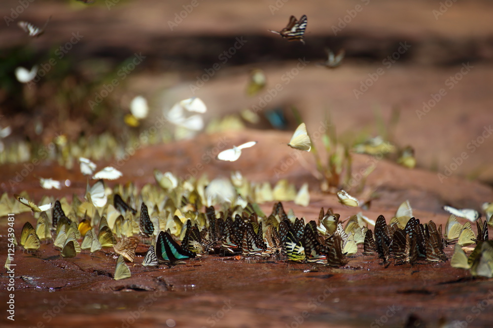 Fototapeta premium Butterflies swarm eats minerals in Pang Sida National Park at Thailand