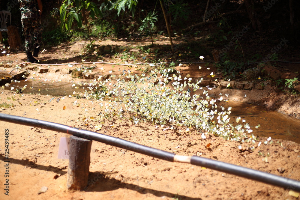 Fototapeta premium Butterflies swarm eats minerals in Pang Sida National Park at Thailand