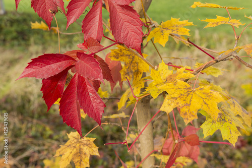The red colored leaves of wild wine.