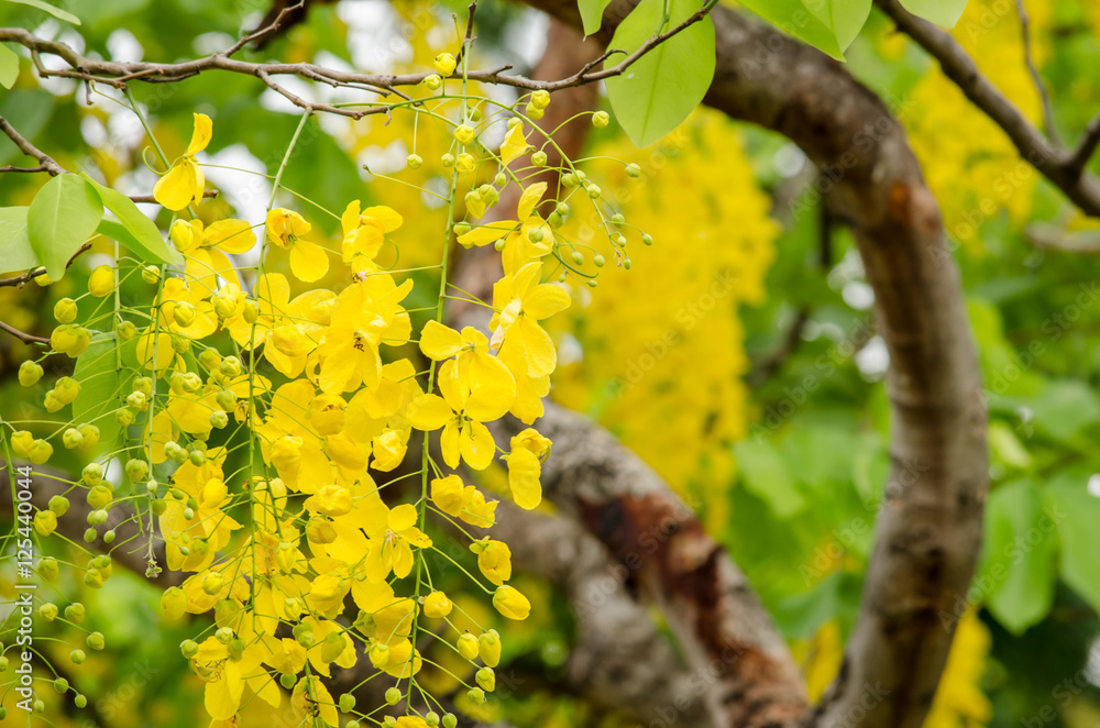Fototapeta premium golden shower flower
