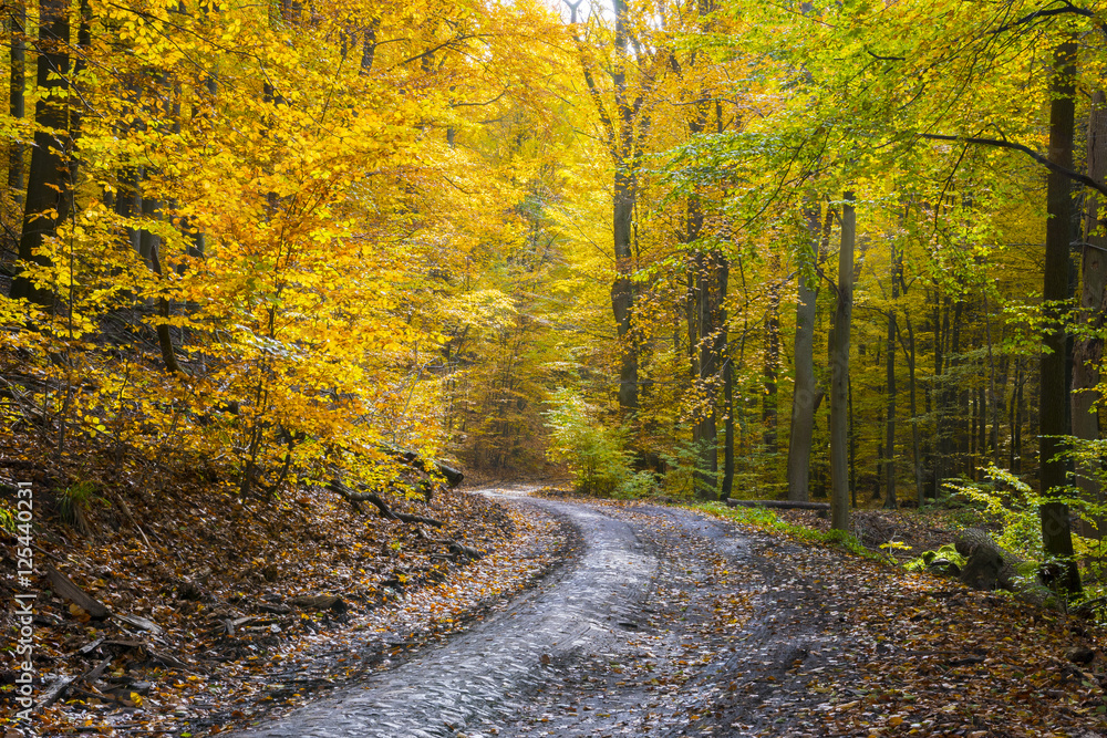 The road through the autumnal forest
