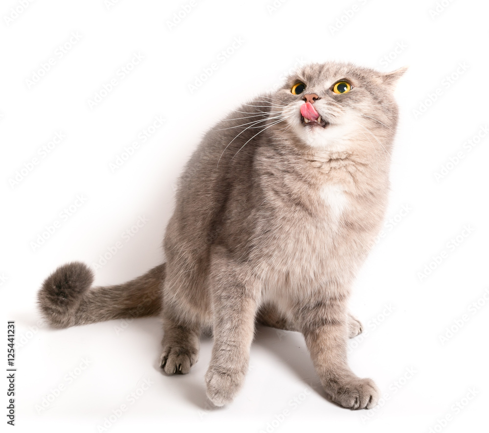 The scared cat has pressed ears and has recoiled back