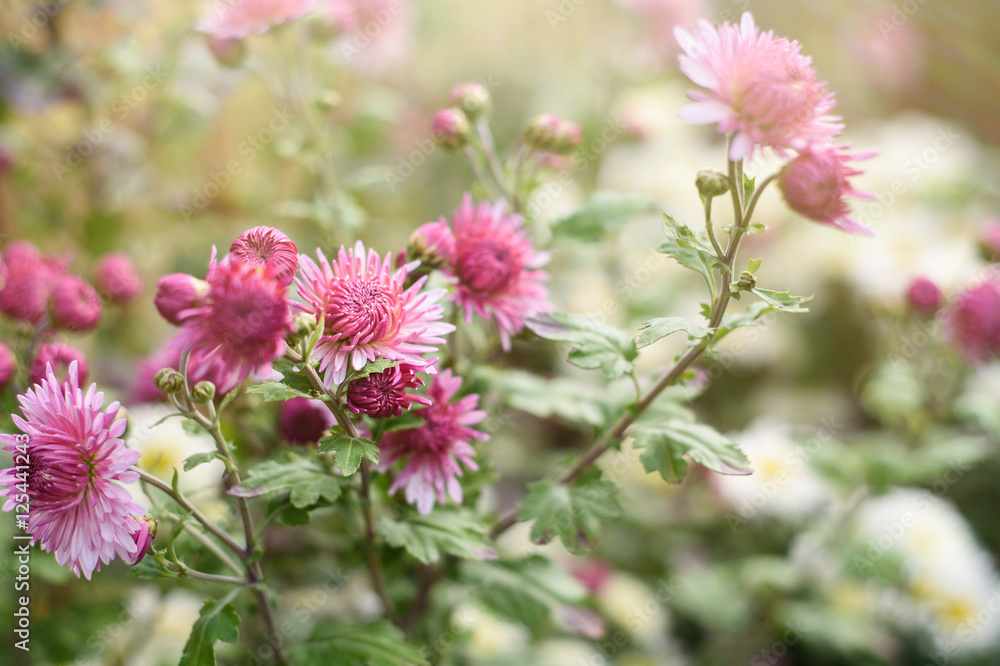 chrysanthemum flowers in garden. Autumn flowers background chrysanthemum flowers in garden. Autumn flowers background