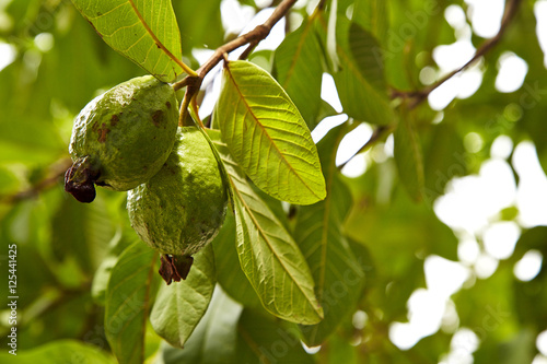 Wallpaper Mural Green guava Torontodigital.ca