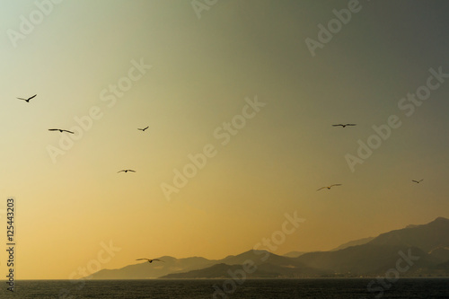 Gulls on the Horizon © Asen