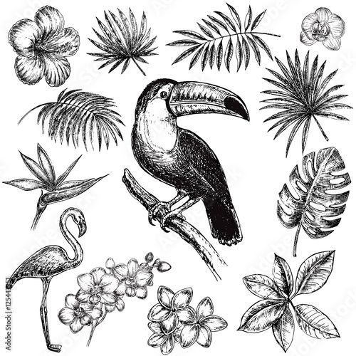 hand drawn sketch illustration tropical set