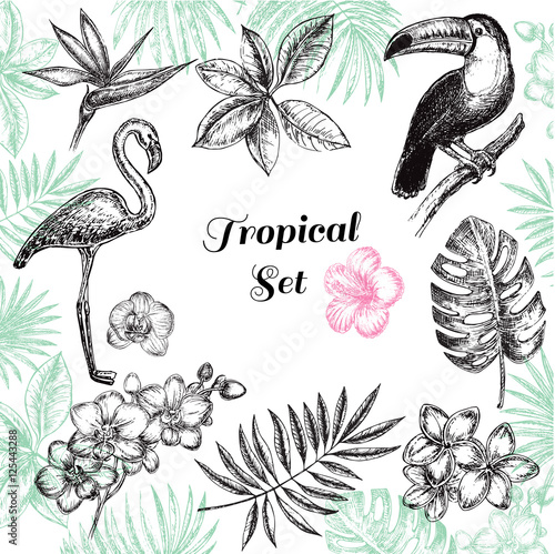 hand drawn sketch illustration tropical