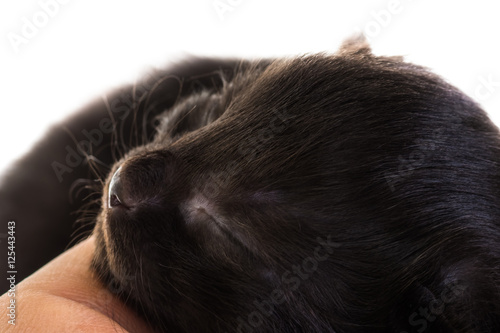 Sleep milk black kitten close