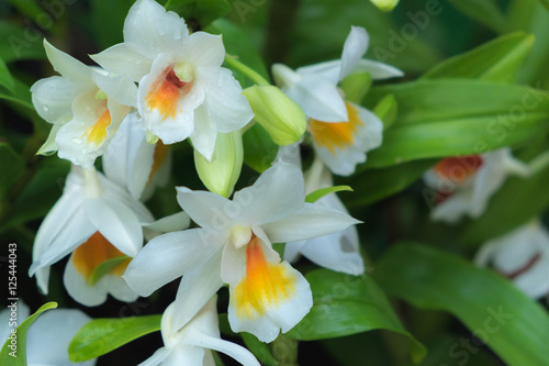 White orchid  cateya