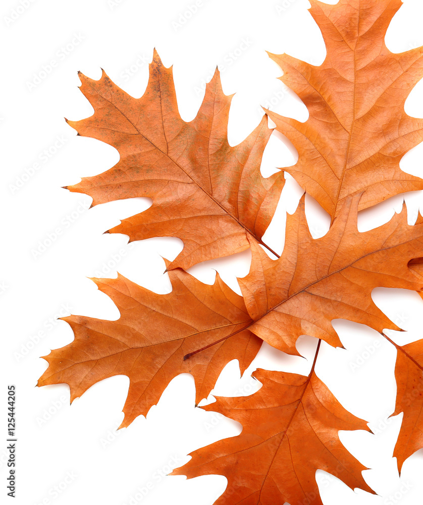 Fototapeta premium Autumn leaves on white background